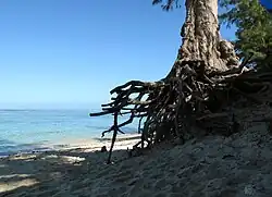 Filao déchaussé par l’érosion de la plage.