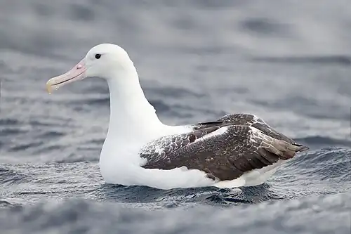 Albatros royal du Sud (Diomedea epomophora), à l'est de la péninsule de Tasman, Tasmanie, Australie.