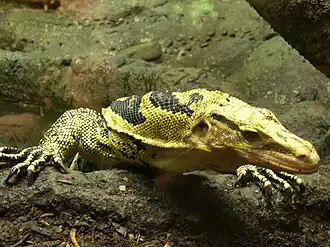 Description de l'image Filipijnse watervaraan.jpg.