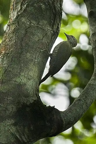 Description de l'image Fine-banded Woodpecker, Uganda H8O5627 (16222878628).jpg.