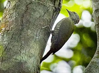 Description de l'image Fine-banded Woodpecker, Uganda H8O5627 (16222878628) (cropped).jpg.
