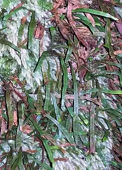 Grammitis billardierei