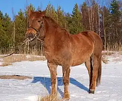 Photographie d'un cheval roux dans un paysage de neige.
