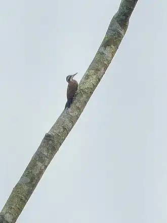 Description de l'image Fire-bellied Woodpecker - Ghana S4E1787 (16222859798).jpg.