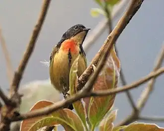 Description de cette image, également commentée ci-après