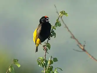 Description de l'image Fire-fronted Bishop, Tsavo NP, Kenya FJ0A3066.jpg.