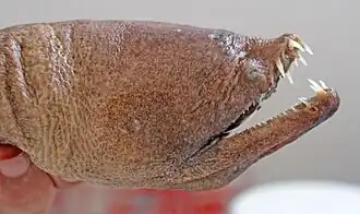 Description de l'image First record of Aplatophis chauliodus for the northeastern coast of Brazil (page 2 crop).jpg.