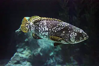 Epinephelus lanceolatus