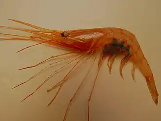 Pleoticus robustus, une Solenoceridae