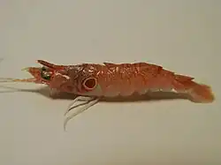 Sicyonia burkenroadi, une Sicyoniidae