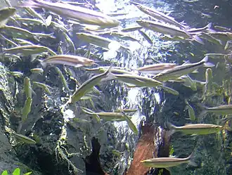 Description de cette image, également commentée ci-après