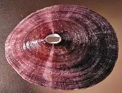 Fissurella latimarginata