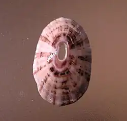 Fissurella rubropicta