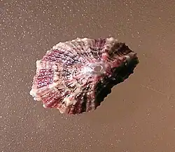 Fissurella virescens