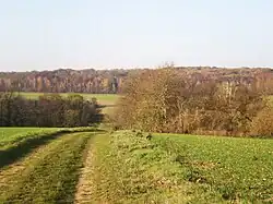 Fond de Béronne et bois de la Frête à l'arrière-plan.