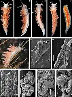 Coryphella chriskaugei.