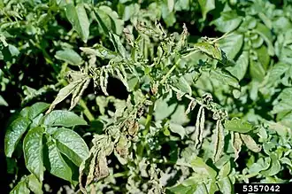 Description de cette image, également commentée ci-après