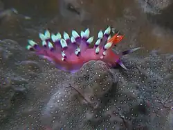 Flabellina exoptata