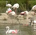 Flamant rose