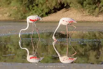Flamants roses dans le Deseha de Abajo