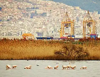 Flamants roses dans la lagune de Kalochóri, à proximité des installations portuaires de l'agglomération de Thessalonique