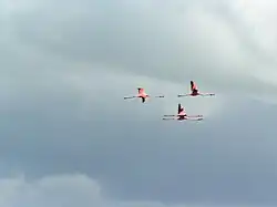 Flamants des Caraïbes