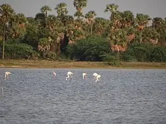 Image illustrative de l’article Lac Pulicat