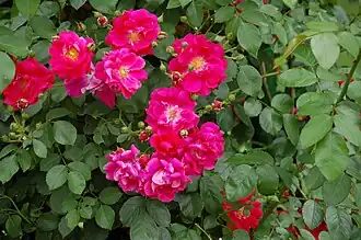 Image illustrative de l’article Flammentanz