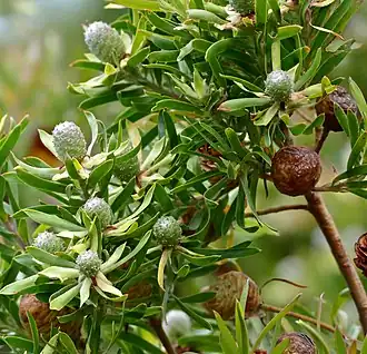 Description de l'image Flats Conebush (Leucadendron floridum) (32124811324).jpg.