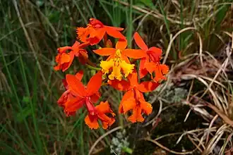 Une orchidée Epidendrum radicans dans les roches d'une coulée de lave.