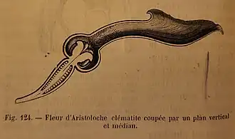 Fleur d'Aristoloche "piège à insectes") coupée par un plan vertical et médian .