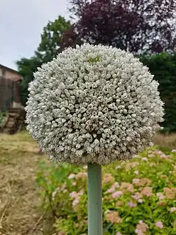 Photo en gros plan d'une fleur de poireau : une ombelle blanche avec des pistils roses