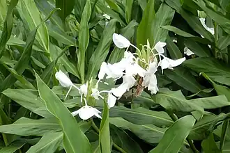 Description de l'image Fleurs blanches à São Tomé (3).jpg.