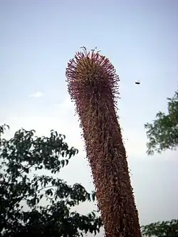 Fleurs d'agave victoriae reginae