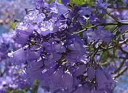 Une grappe de fleurs de Flamboyant bleu.