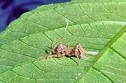 Une fourmi infectée par le Cordyceps.