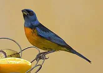 Description de cette image, également commentée ci-après