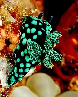 Nembrotha cristata