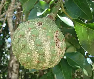 Description de l'image Flickr - João de Deus Medeiros - Magnolia ovata (1).jpg.