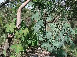 Manihot quinqueloba et Manihot peltata.