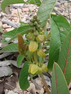 Manihot salicifolia.