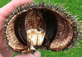 La lanterne d'Aristote vue de profil, fermée et entière, sur un oursin Kina coupé en deux (et vidé de ses organes).