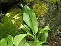 Erythronium tuolumnense