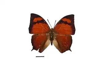 Description de cette image, également commentée ci-après