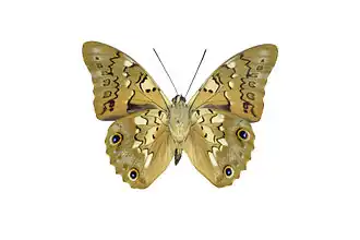 Description de cette image, également commentée ci-après