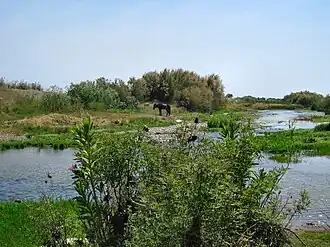 Poney solitaire sur l'île de Lesbos
