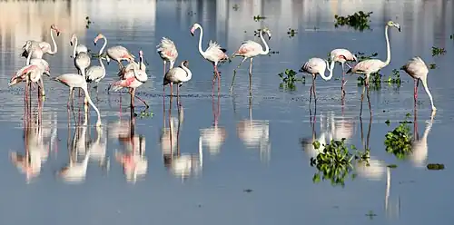 Flamants roses près de Chennai, Inde.