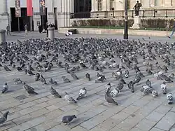 Trafalgar Square à Londres peut accueillir jusqu’à 35 000 pigeons biset à la fois
