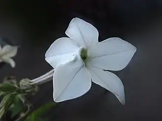 Description de l'image Flor de la Tarde - Nicotiana longiflora (15777620092).jpg.
