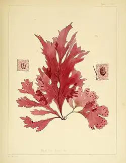 Myriogramme smithii.